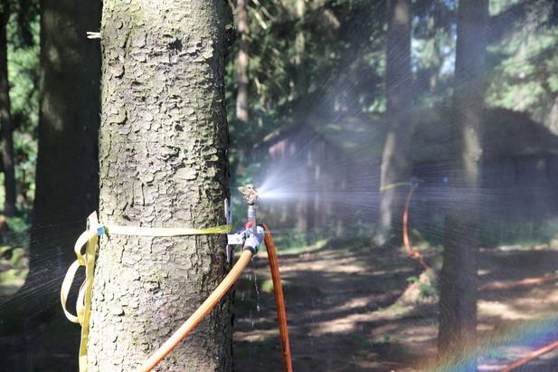 Ein an einem Baum befestigter Spr&uuml;hkopf ist &uuml;ber Schl&auml;uche verbunden und verteilt Wasser in einem Waldgebiet, sodass ein feiner Spr&uuml;hnebel rund um den Baum entsteht.